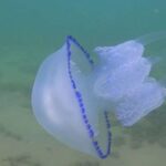 Нашествие медуз на Азовском море