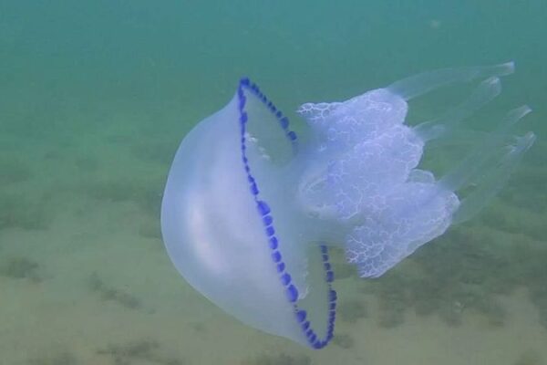 Нашествие медуз на Азовском море