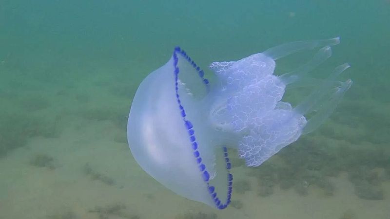 Нашествие медуз на Азовском море