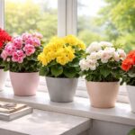 вирощування бегонії у квартирі